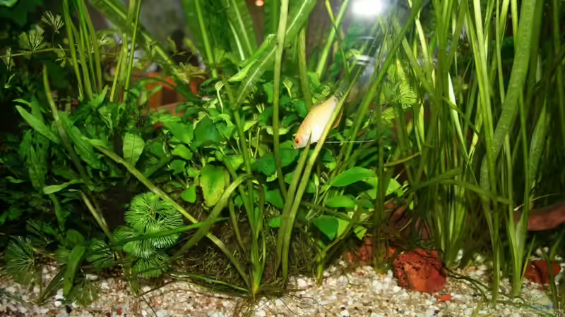 Wohnzimmerseite 20.09.2011 von hirschjäger (15)