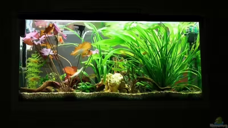 Wohnzimmerseite 20.10.2008 von hirschjäger (9)