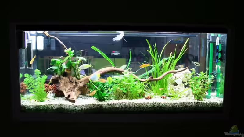 Wohnzimmerseite 20.2.2011 von hirschjäger (13)