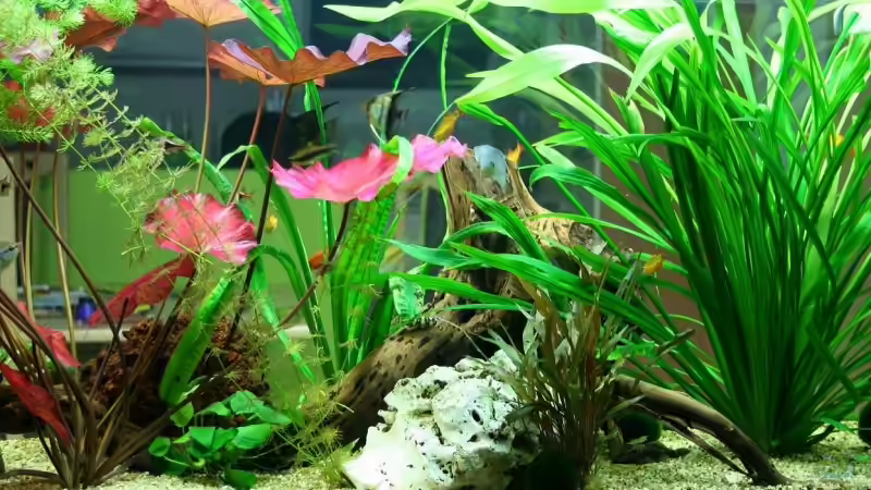 Wohnzimmerseite 22.7.2008 von hirschjäger (6)