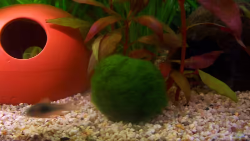 Wolfgang von jhgfsjgfhl (9)