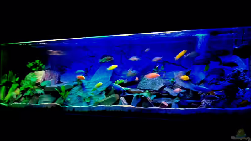 Wolfgangs Malawi Tank von Wolfgang Ihlo (9)