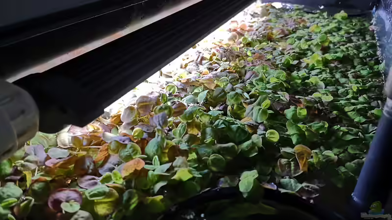 Wolfsmilch von Mark H. (25)