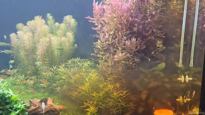 Wolke mit GlasGarten Liquid Humin  am 21.12.2025 von C-NA (20)