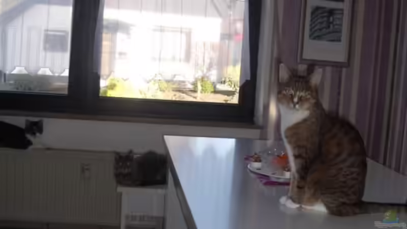 Wolkensimulations Katzen bei der Pause;-( von PH Neutral (27)