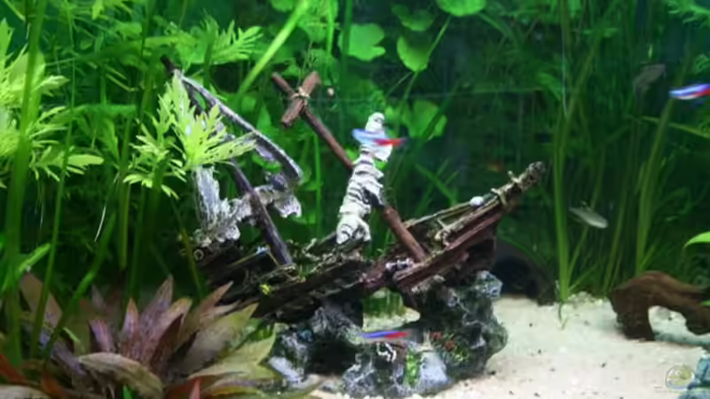 Wrack von Sharkbait (4)