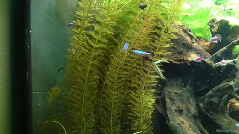 wuderschöne Myriophyllum mattogrosense mit Blättern bis zum Boden :-) von Christian Grunwald (34)