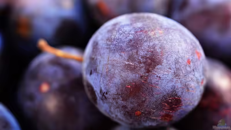 Würmer in Pflaumen: Ursachen, Prävention und Behandlung im Garten