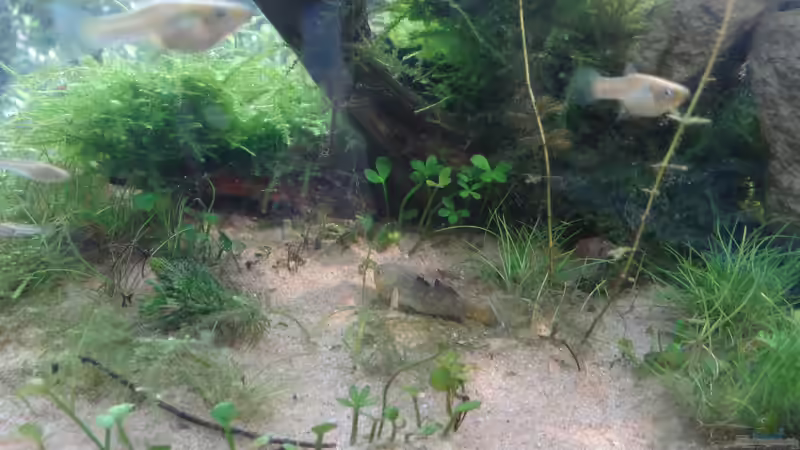 Wüstengrundel von paris (31)