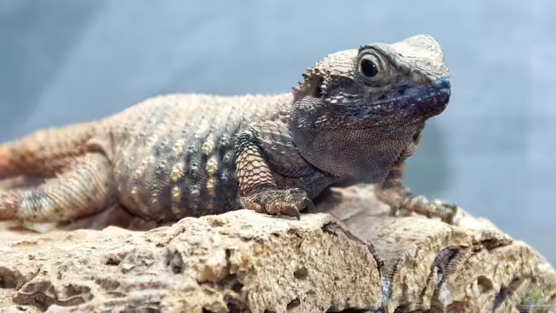 Wüstenterrarium in Zeiten teurer Energie