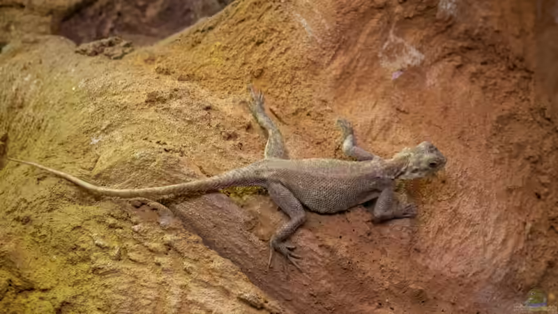 Wüstenterrarium in Zeiten teurer Energie