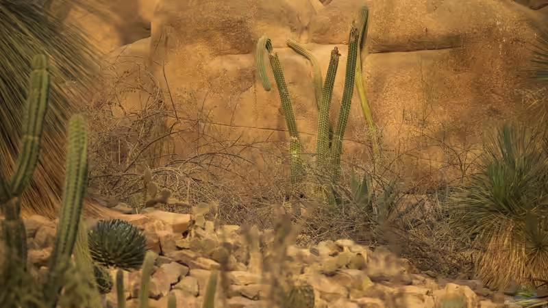 Wüstenterrarium in Zeiten teurer Energie