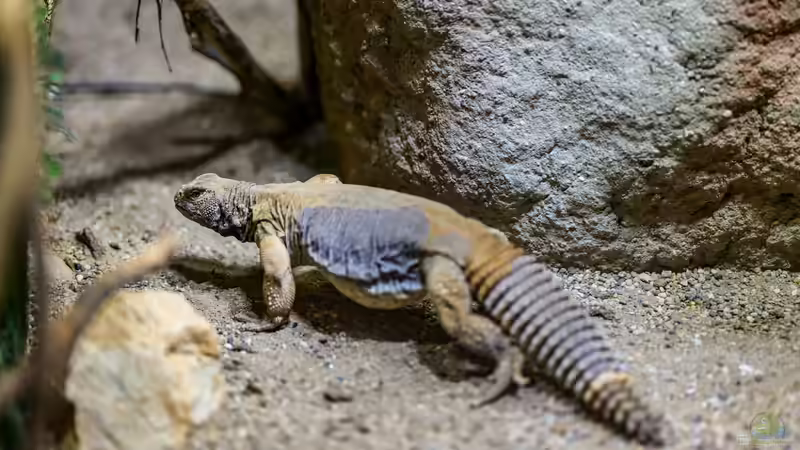 Wüstenterrarium in Zeiten teurer Energie