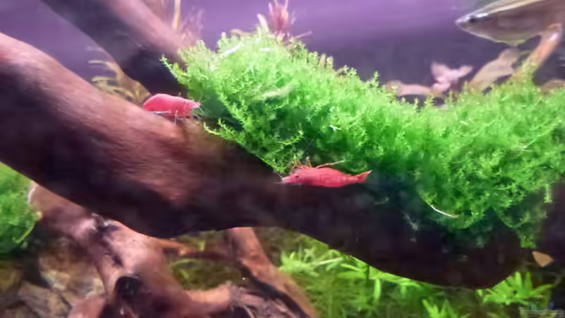 Wüstenwurzel mit Moos und Sakura von mike1963 (10)