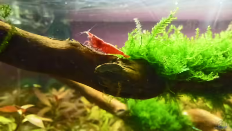 Wüstenwurzel mit Moos und Sakura von mike1963 (17)