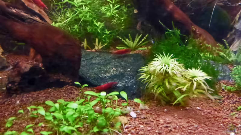 Wüstenwurzel mit Schieferplatte von mike1963 (16)