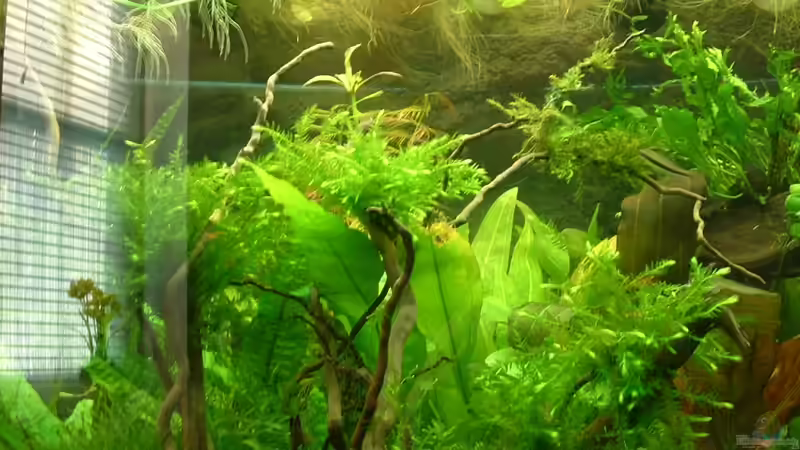 Wüstenwurzel von Herzilein (25)