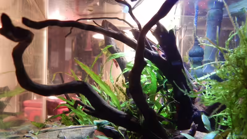 Wüstenwurzel von Stefan_S (19)