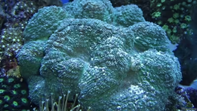 Wulstkoralle von Petra Kallmeyer (9)