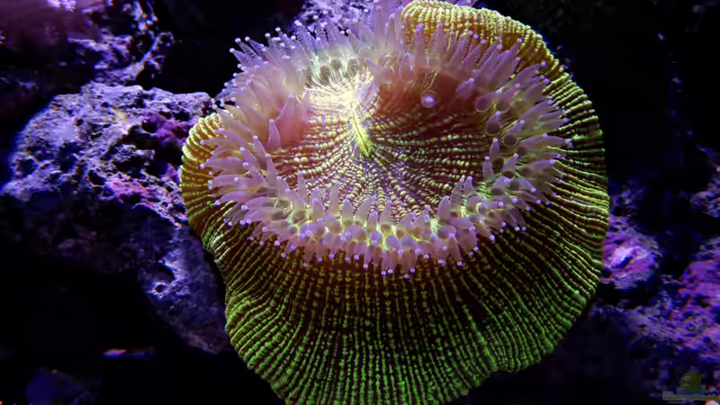 Wulstkoralle von uepsie (9)