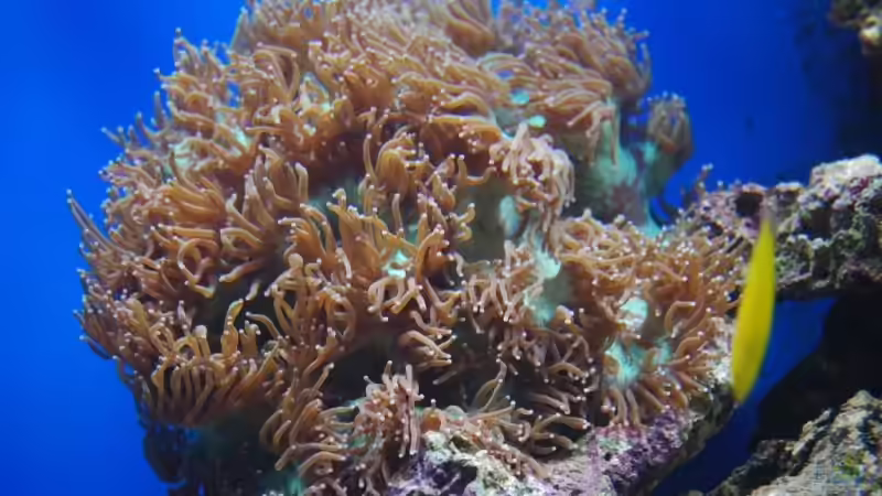 Wunderkoralle von Christian Fenzel (9)