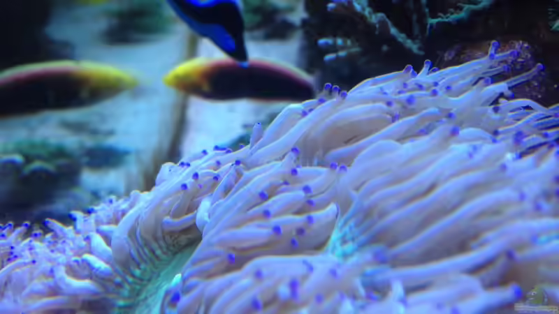 Wunderkoralle von Frank Haipeter (6)