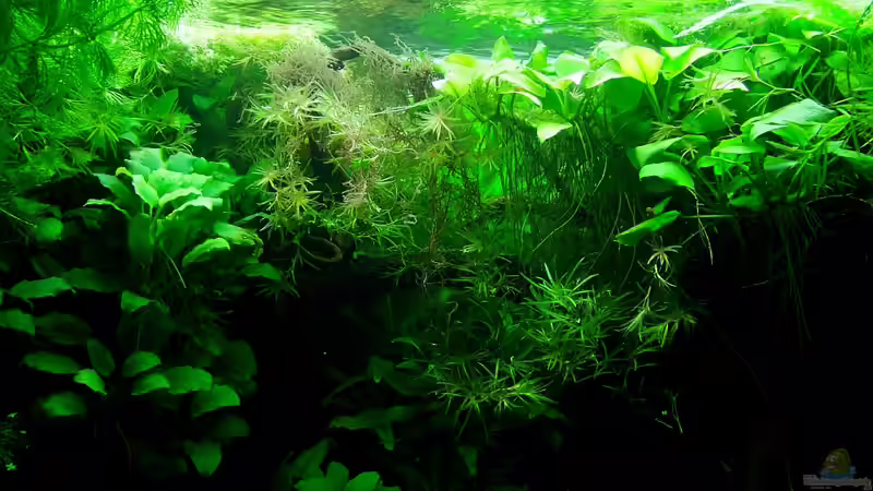 Wunderschön, das Wurzelgeflecht der Anubias von Denise83 (17)