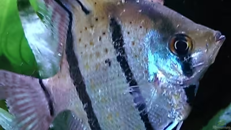 Wunderschön,oder !! von Ottche (205)