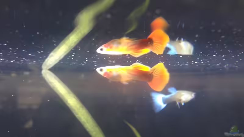 Wunderschöne Gubbys  von Anni Nixe (6)