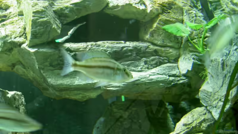 wunderschöne Kunststofffelsen, hier mitD. compressiceps von Thorsten Peetz (4)