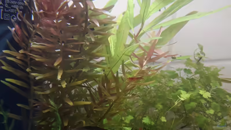 wunderschöne rötliche Wasserpest von Glücksscherbe (7)