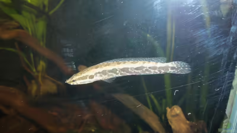 Wunderschöne Tiere von Snakehead (21)