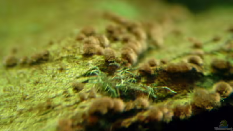 Wundervoller Algenbewuchs von Christian Wolf (6)