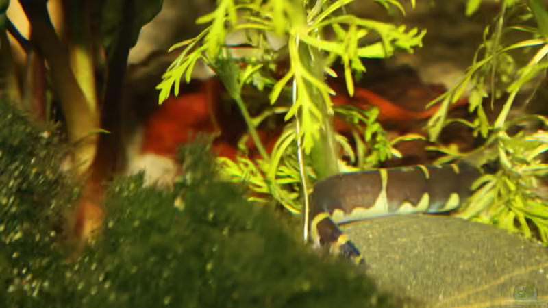 Wundervolles Gruppen Verhalten, welches sich bei den Dornaugen zeigt von Florian Bandhauer (52)