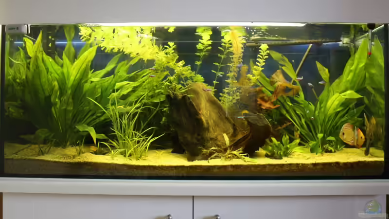 wurde am 20.11.08 gemacht von Freddy (4)