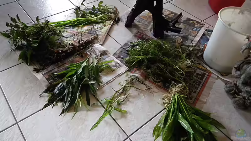 Wurden entsorgt, schade drum 4.1.2011 von Bazzi (6)