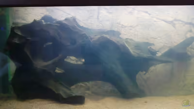 Wurzel - ca. 85cm lang - kurz nach Einzug in das Becken.... von SpL (20)