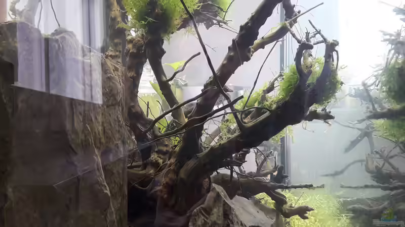 Wurzel, Blick von der Seite, Einlaufphase von Glücksscherbe (12)