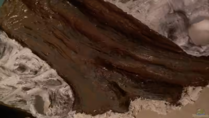 Wurzel, fertig bemalt. von raubsau (33)