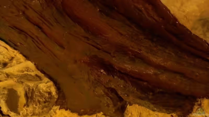 Wurzel, fertig bemalt. von raubsau (34)