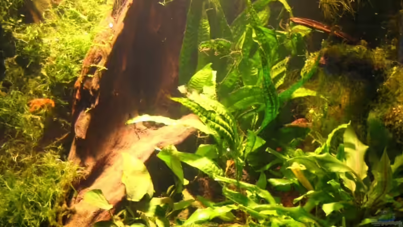 Wurzel, Javafarn, Cryptocorynen, Mooskugel von Simon (3)