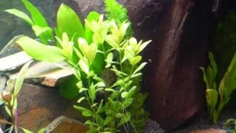 Wurzel, links davon die große Höhle von Sado-Uwe (28)