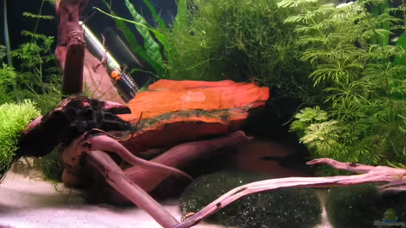 Wurzel, Stein und Pflanzen bieten viele Versteckmöglichkeiten von Simone Baumeister (2)