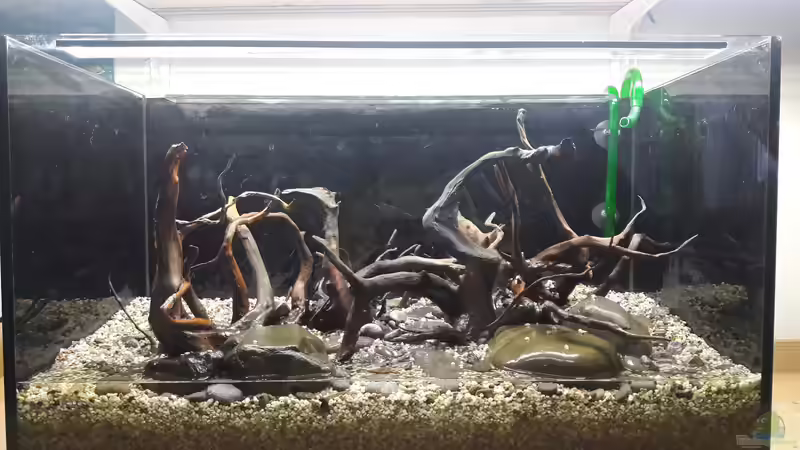 Wurzel- und Steinaufbau von Renke (2)