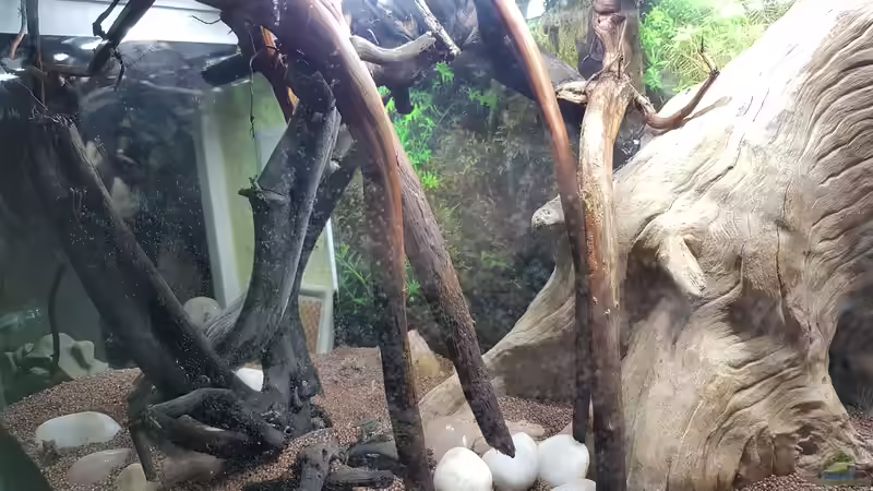 Wurzel  von Kevin Engelsberger (23)