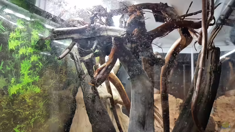 Wurzel  von Kevin Engelsberger (24)