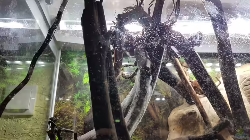 Wurzel  von Kevin Engelsberger (25)