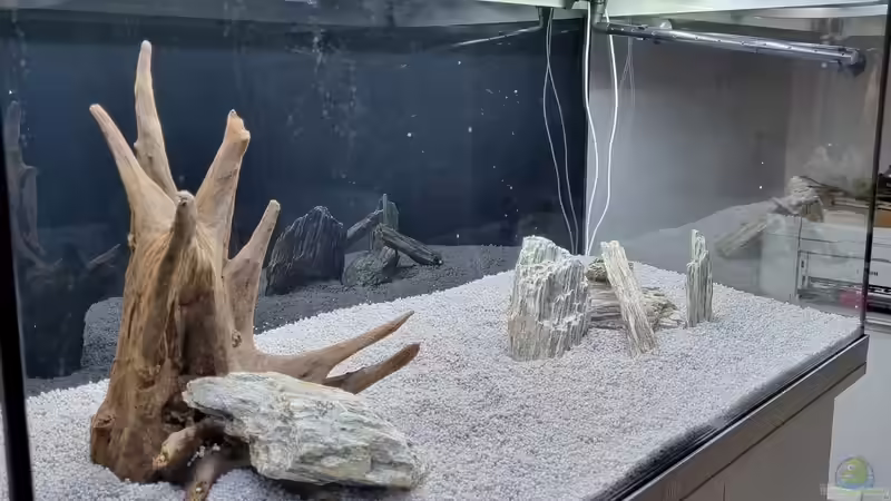 Wurzel  von Peter Peter (75)