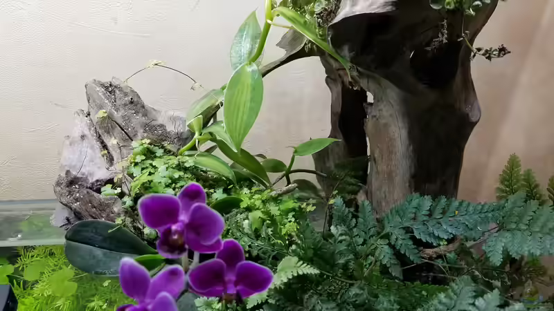 Wurzel  von Smo (11)