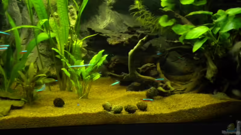 Wurzel 01.11.12 von Herki (13)